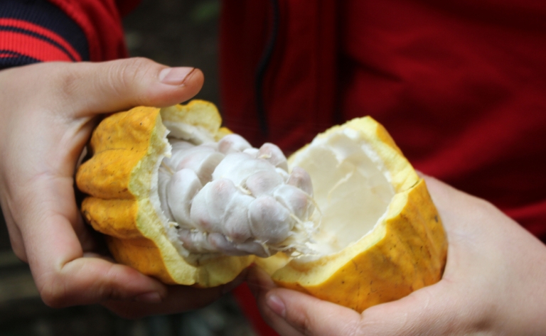 Instants gourmands dans une plantation de cacao